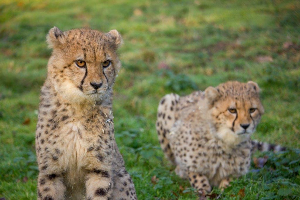 Cheetah Cub Update January 2018!